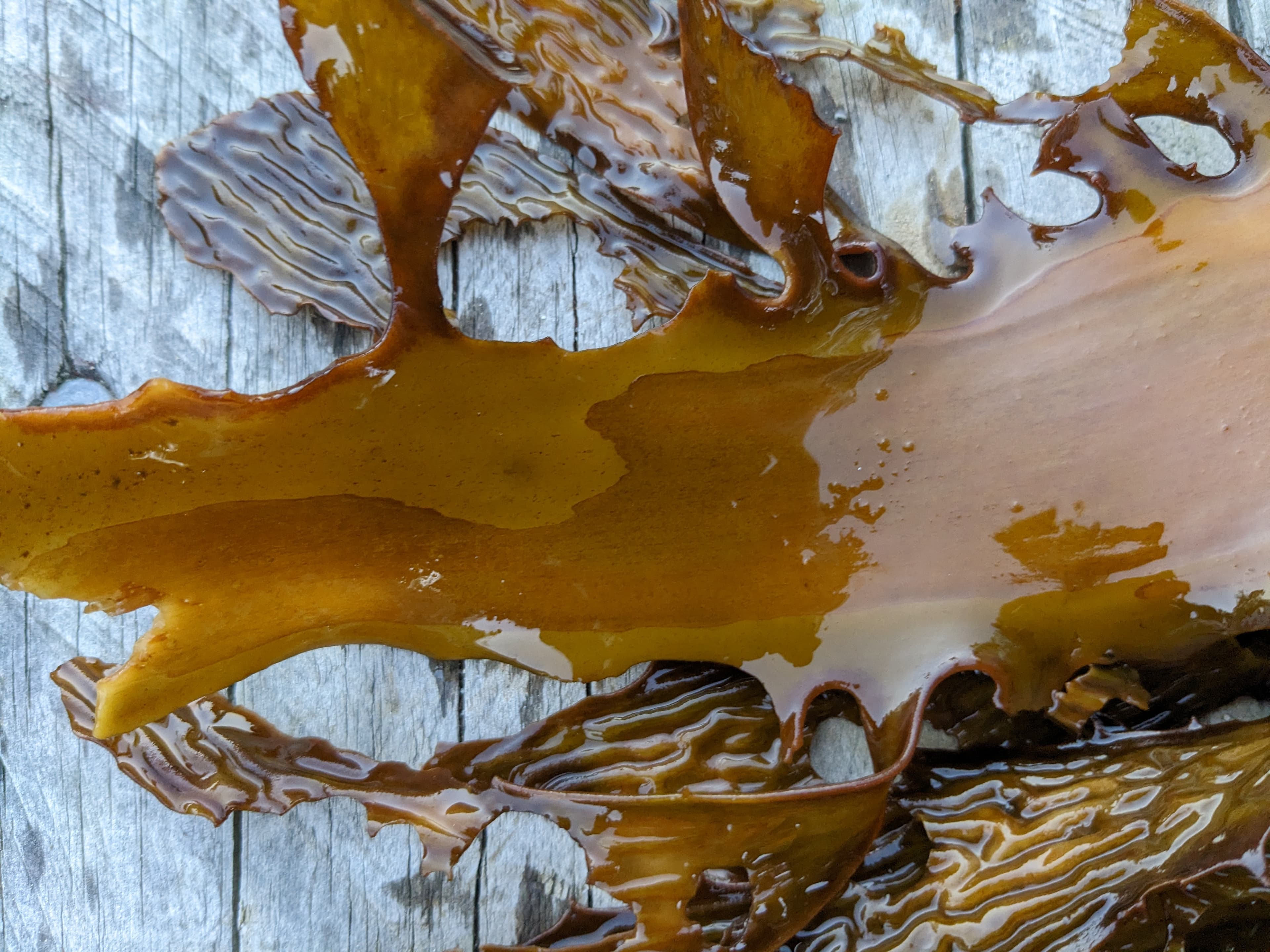 Ecklonia radiata sorus tissue in lab