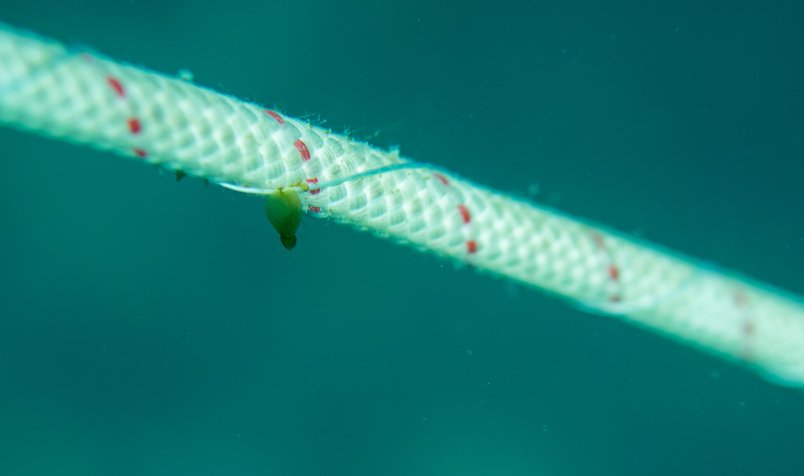 Juvenile kelp underwater at trial site