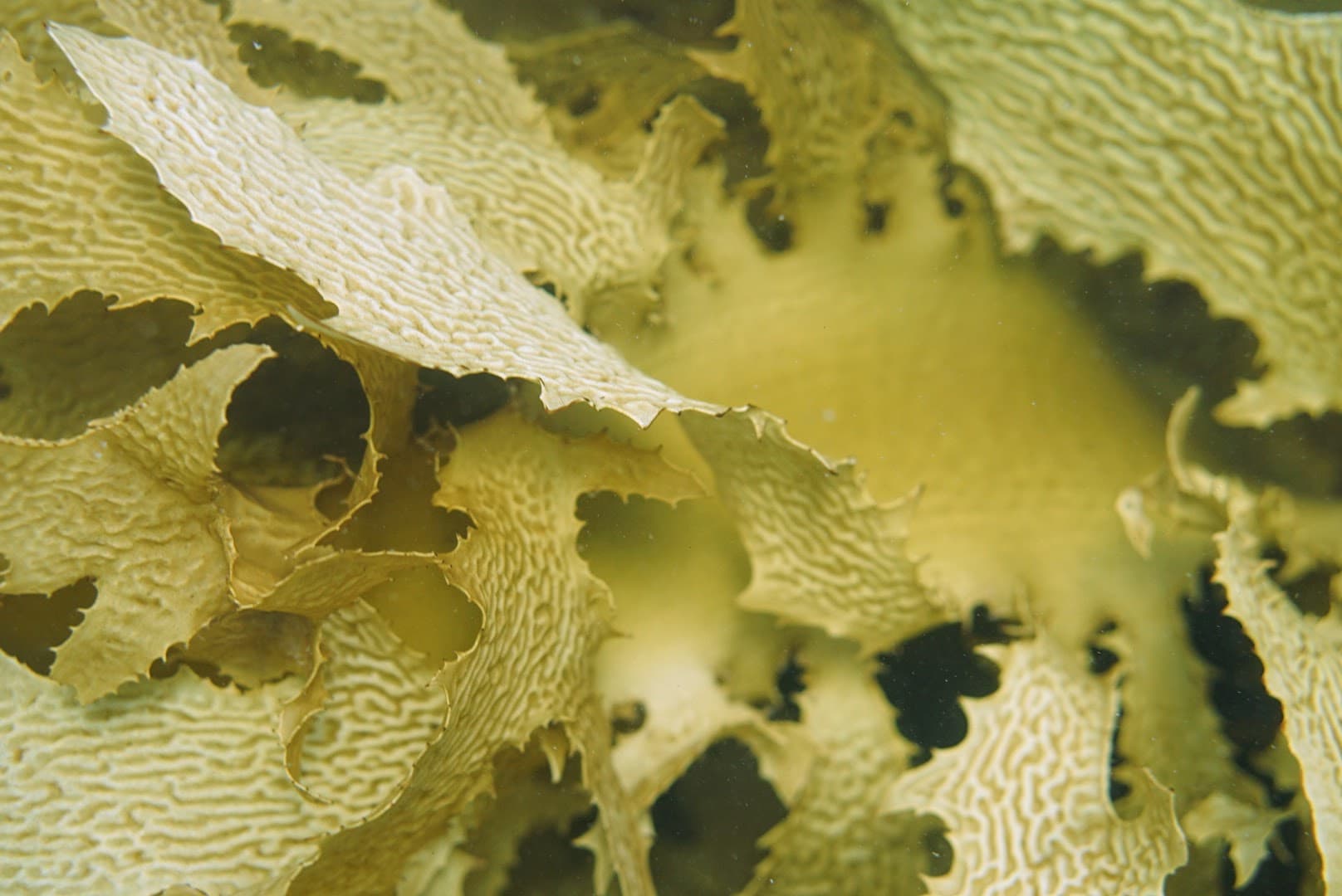 Kelp fronds at the surface