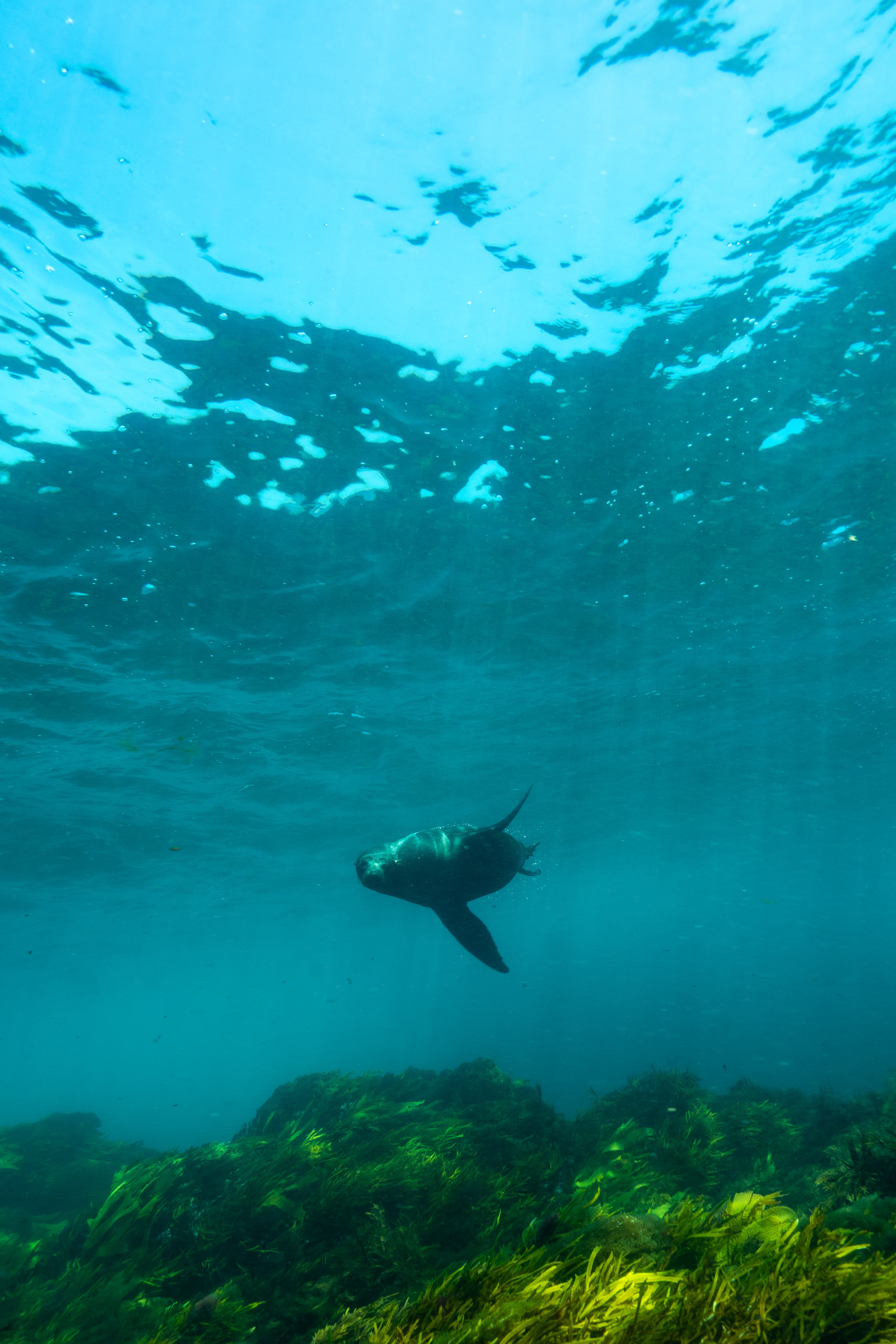Local marine life near operations